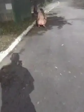 Cam4 Best live sex cam show of pregnanhot