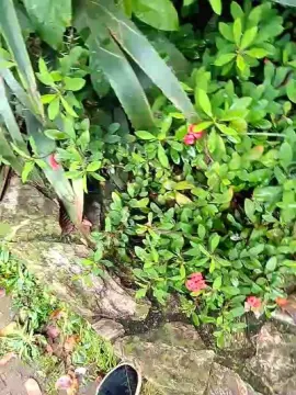 Cam4 Adult Webcam of Sexylatinogay