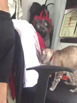 Cam4 Private Sex Chat of AbrahaoLutador