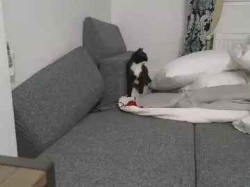 Cam4 Adult Webcams of RyanStorm_