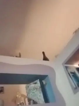 Cam4 Free Live Porn of sapessi3