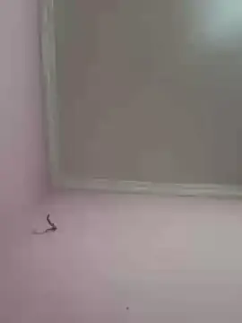 Cam4 Adult Webcam of novinho1978