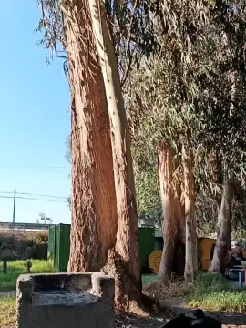 Cam4 Live Porn of KalosGyne