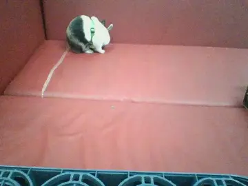 Cam4 Sex Cam of steffi50