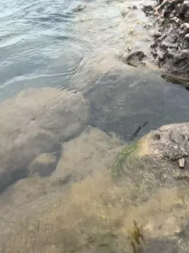 Cam4 Sex Chat of Laoquedad