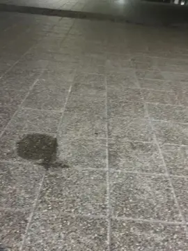 Cam4 Free Live Porn of Laoquedad