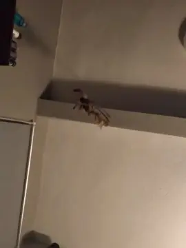 Cam4 Live Sex of Neuto99