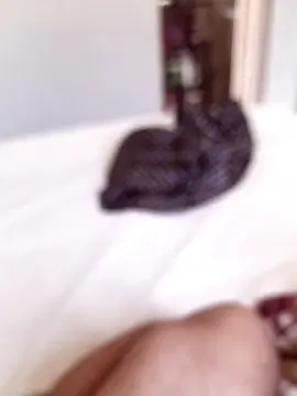 Cam4 Best live sex cam show of Morenodiscret35