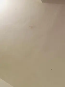 Cam4 Best live sex cam show of pocholo30