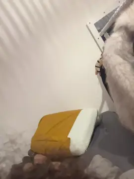 Cam4 Adult Webcam of Loladine95