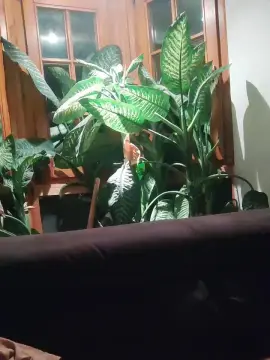 Cam4 Live Sex of Sweethorny86