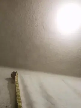 Cam4 Adult Video Chat of josemanu3335