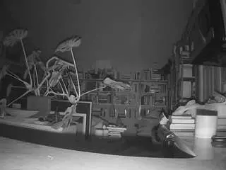 Camsoda Live Sex Cam of voyeurcam-bridgetleewalters-02