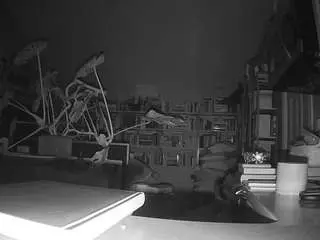 voyeurcam-bridgetleewalters-02 from camsoda