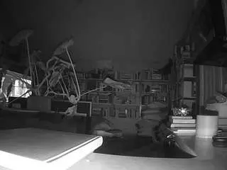 Camsoda Free Live Porn of voyeurcam-bridgetleewalters-02