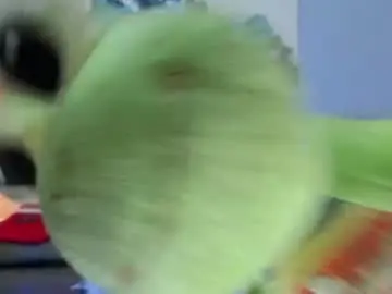 Chaturbate Nude Webcam of j_calix