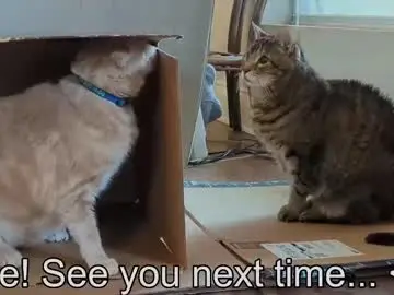 Chaturbate Live Porn of rndmzd