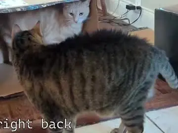 Chaturbate Live Sex of rndmzd