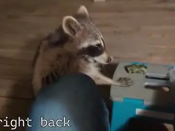 Chaturbate Adult Video Chat of rndmzd