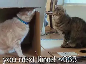 Chaturbate Sex Cam of rndmzd