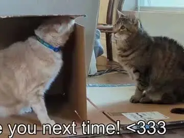 Chaturbate Adult Video Chat of rndmzd