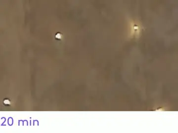 Chaturbate Sex Cam of jeniferji