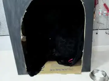 Chaturbate Live Sex of bdsm_meduza