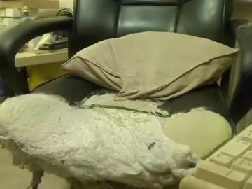 Chaturbate Adult Video Chat of bigcurve