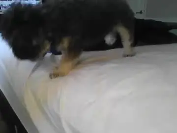 moneyboysaveg548 from chaturbate