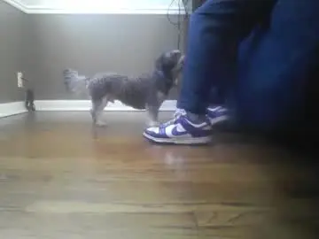 Chaturbate Best Webcam of moneyboysaveg548