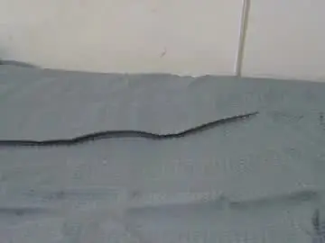 Chaturbate Live Porn of slim_kiteey