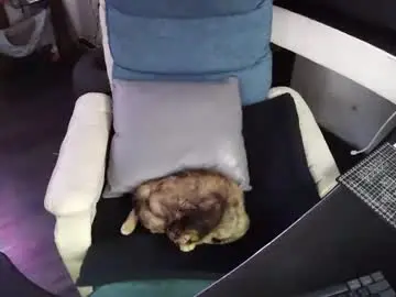 Chaturbate Nude Webcam of slothfully