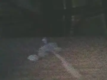 Chaturbate Best Webcam of italianslavexoxo