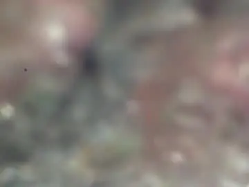 Chaturbate Private Sex Chat of bonershow