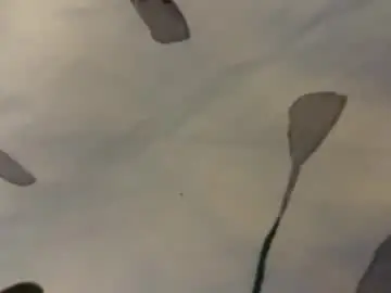 Chaturbate Free Porn Cam of braduncutcock09