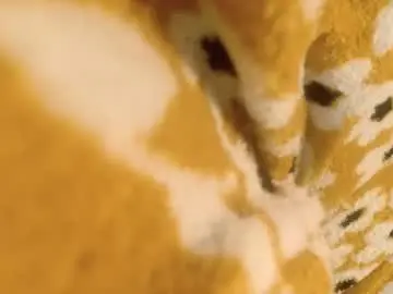 Chaturbate Adult Video Chat of 1971rockhead