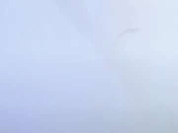 Chaturbate Sex Chat of ariies13