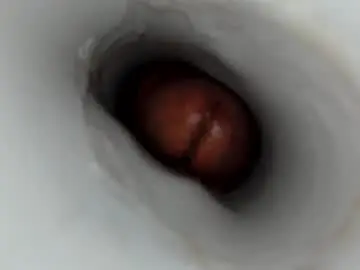 Chaturbate Sex Cam of jkrubs665