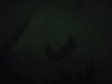 Chaturbate Sex Cam of dilevics1985