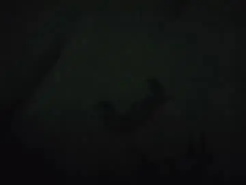 dilevics1985 from chaturbate