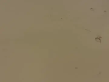 Chaturbate Free Live Porn of saconuts