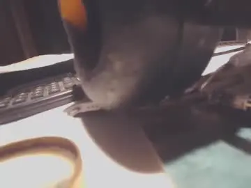 Chaturbate Sex Chat of ezcoda