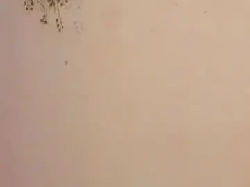 Chaturbate Best live sex cam show of cleopatra_col