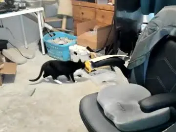 Chaturbate Adult Webcam of vandonh