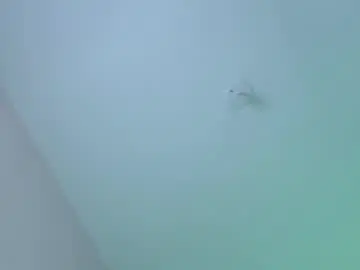 Chaturbate Live Sex of fernandadiaz05