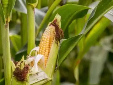 Chaturbate Free Porn Cam of reca255