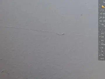 Chaturbate Sex Cam of puca_eboony