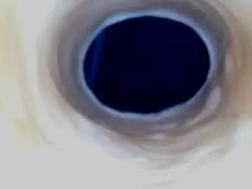 Chaturbate Sex Cam of paulainoscente