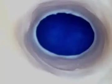 Chaturbate Live Porn of paulainoscente