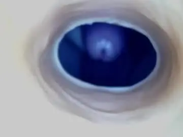 Chaturbate Sex Chat of paulainoscente